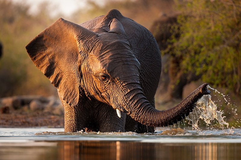 Pangolin Photo Safaris – Chobe Add on