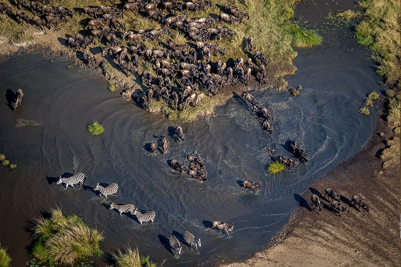 Pangolin Photo Safaris – Masai Mara Add on