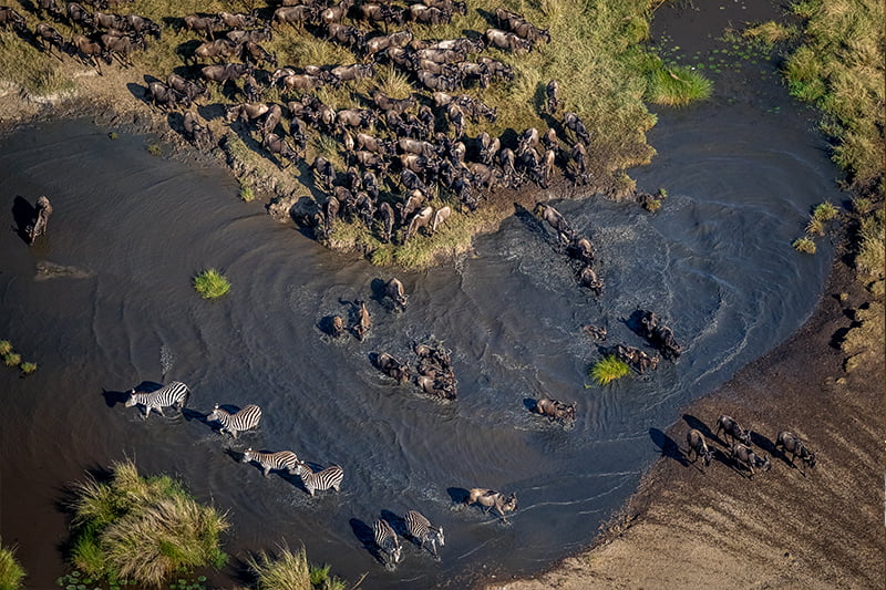 Pangolin Photo Safaris – Masai Mara Add on Pangolin Photo Safaris – Masai Mara Add on