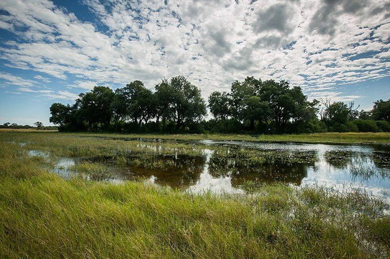 Pangolin Photo Safaris – Okavango Delta Add on Pangolin Photo Safaris – Okavango Delta Add on