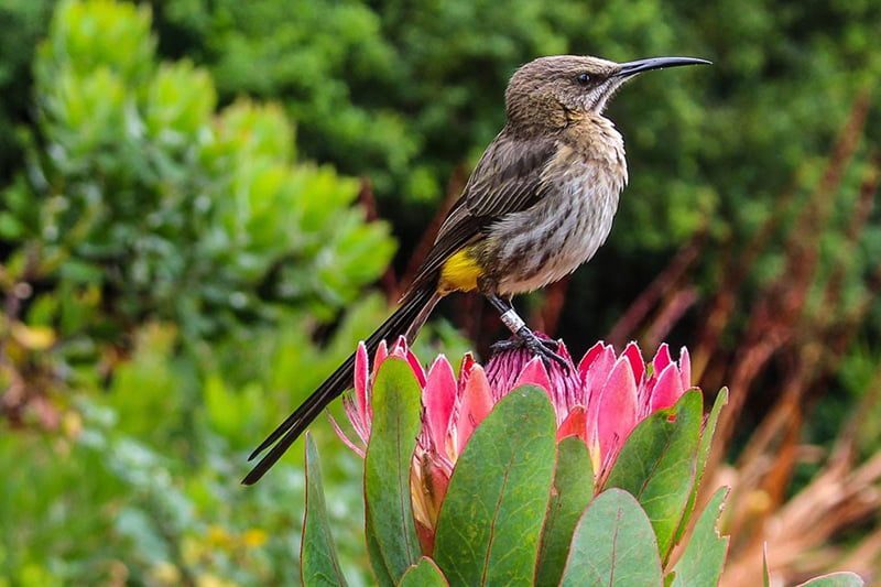Table Mountain, Kirstenbosch, Constantia Tour