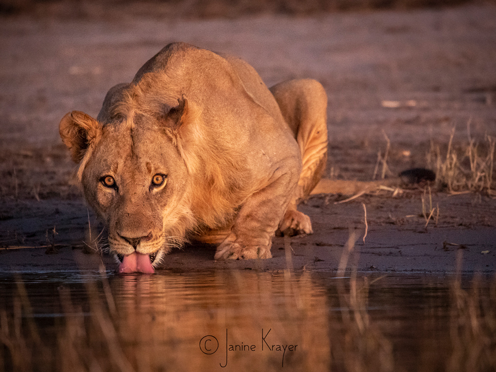 Pangolin Photo Safaris – Janine Krayer 05