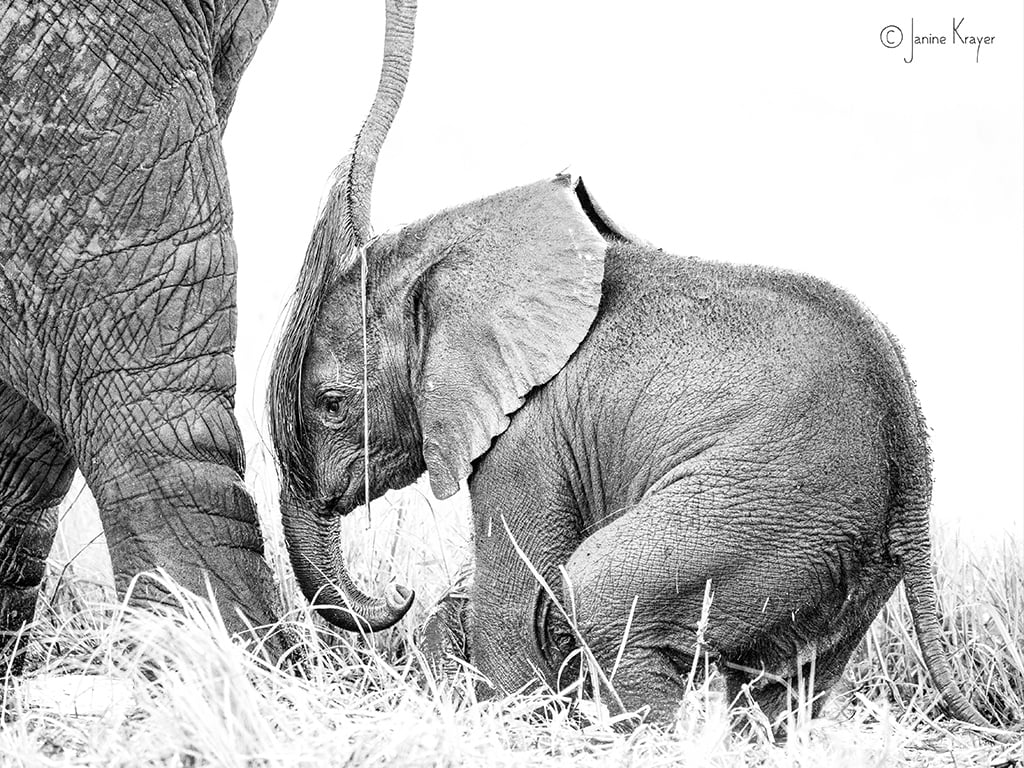 Pangolin Photo Safaris – Janine Krayer 07