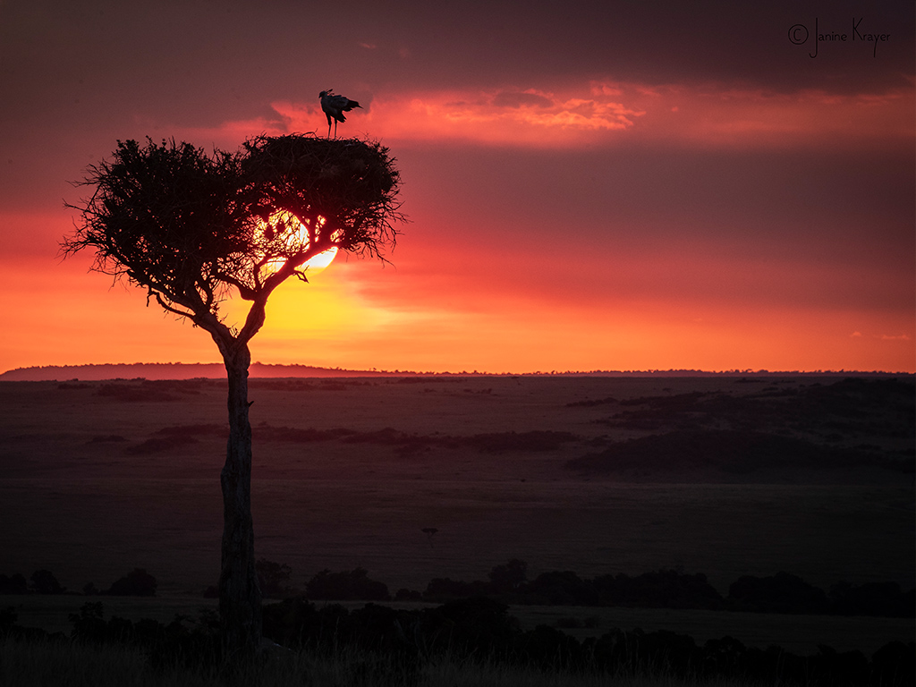 Pangolin Photo Safaris – Janine Krayer 08