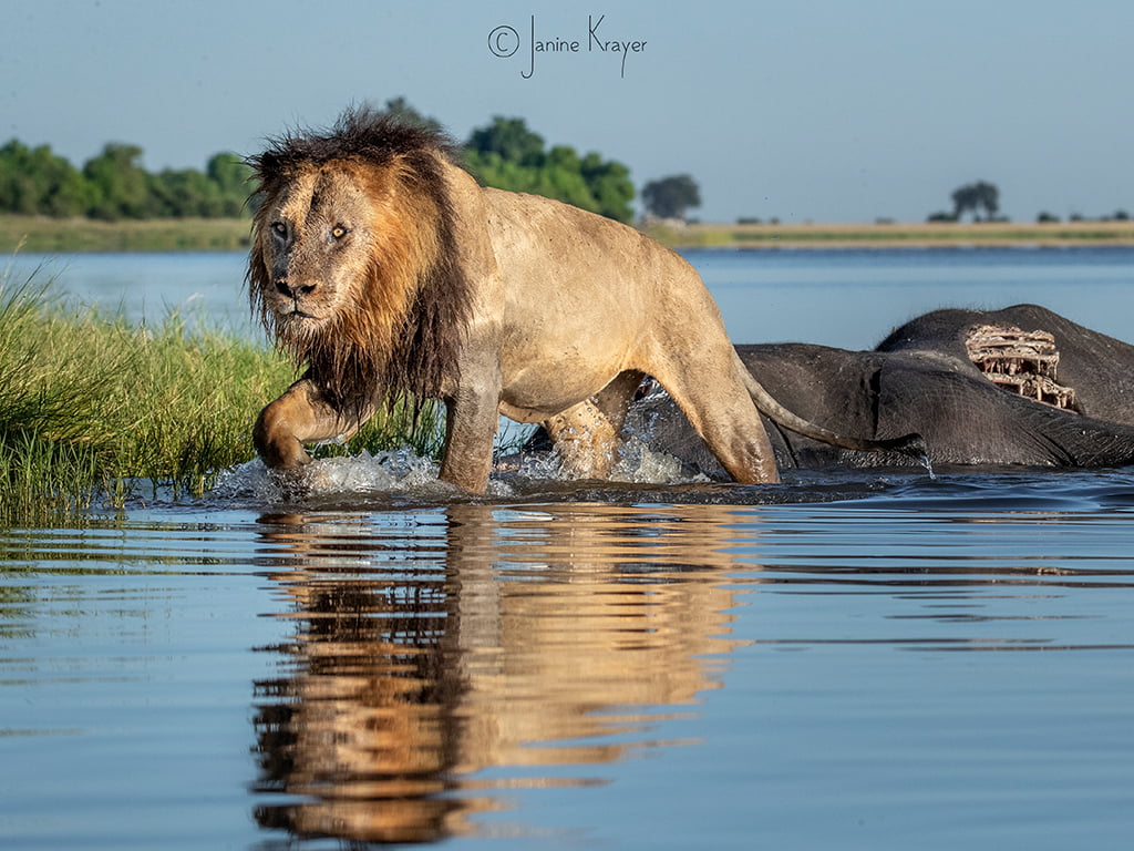 Pangolin Photo Safaris – Janine Krayer 12