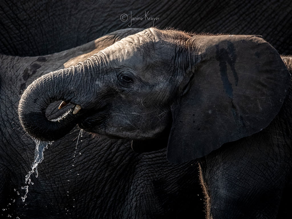 Pangolin Photo Safaris – Janine Krayer 13