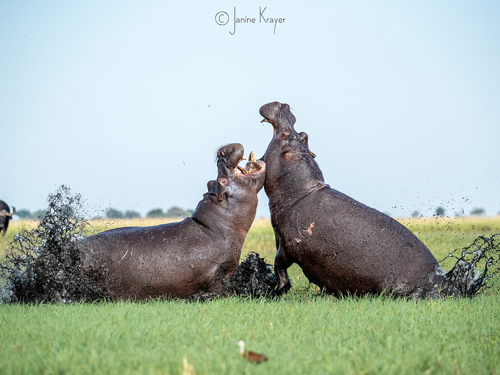 Pangolin Photo Safaris – Janine Krayer 14