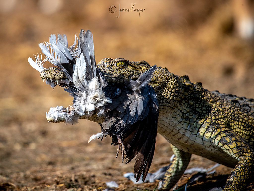 Pangolin Photo Safaris – Janine Krayer 15
