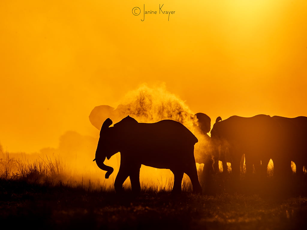 Pangolin Photo Safaris – Janine Krayer 16