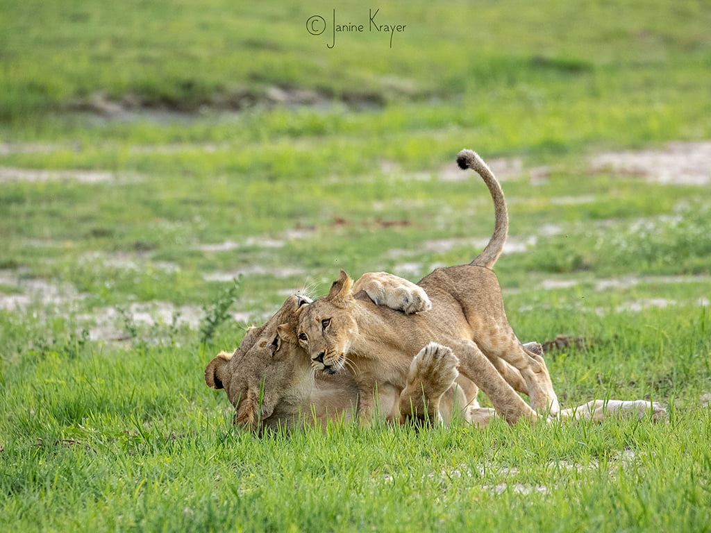 Pangolin Photo Safaris – Janine Krayer 17