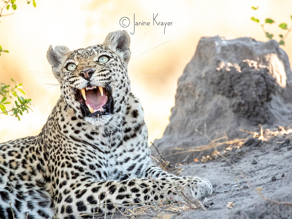 Pangolin Photo Safaris – Janine Krayer 19