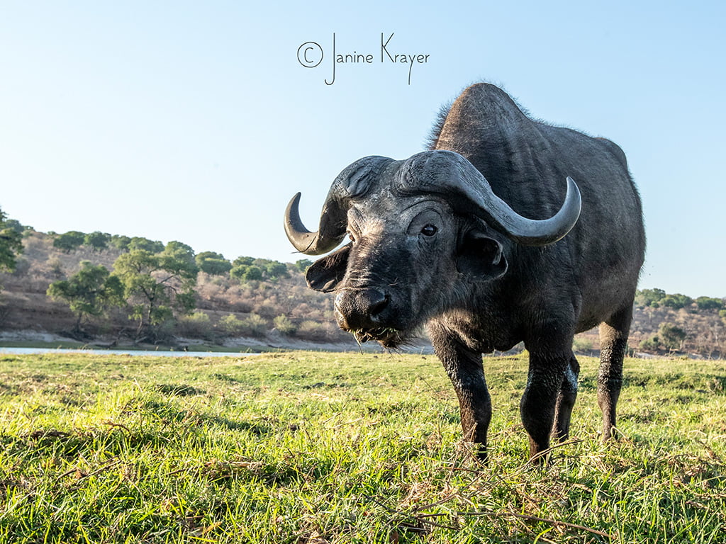 Pangolin Photo Safaris – Janine Krayer 20