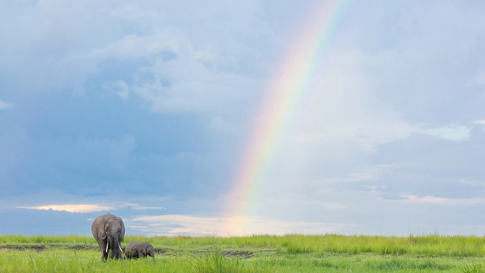 Rainbow Elephants by Danielle Carstens