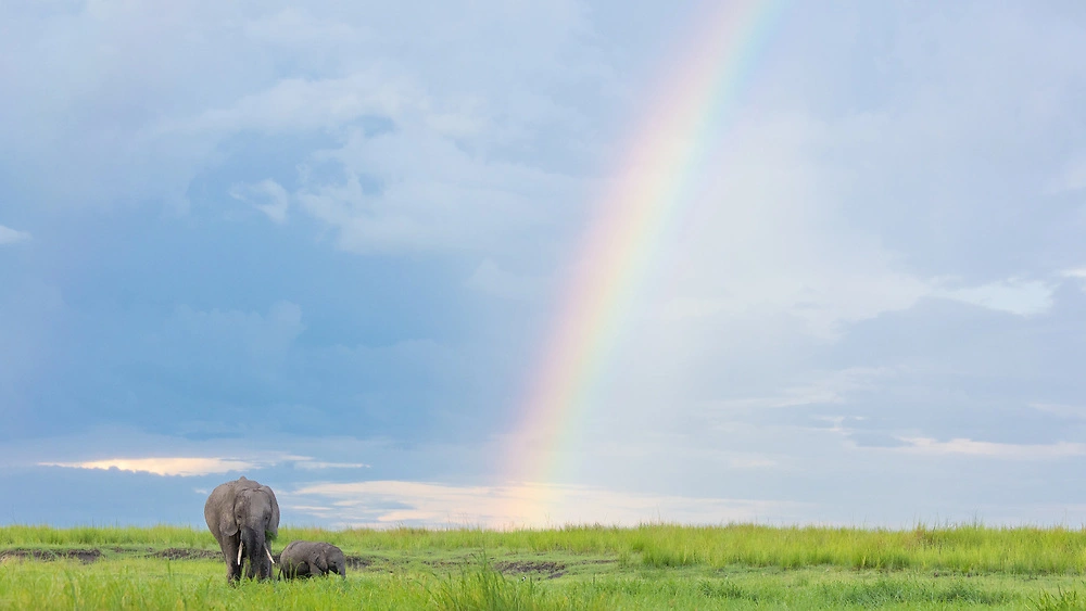 rainbow elephants danielle carstens Rainbow Elephants by Danielle Carstens