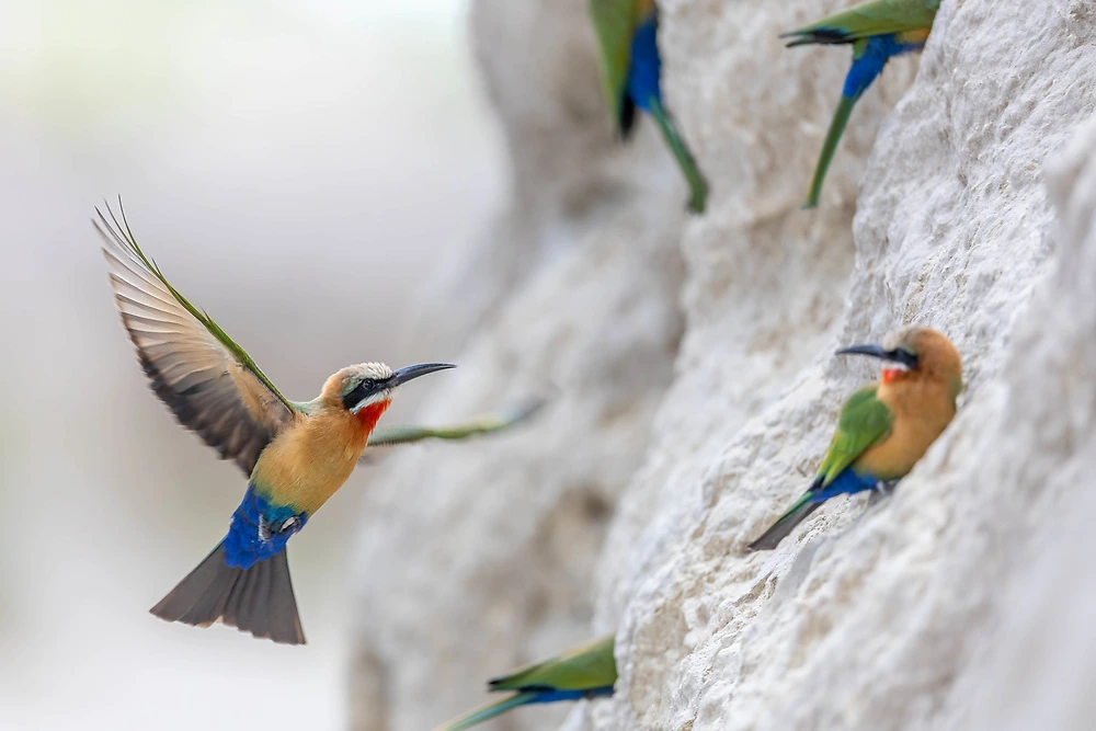 white fronted bee eaters depth of field photography White Fronted Bee Eaters by Sabine Stols