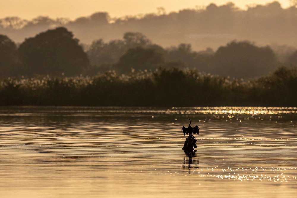 African darter by Charl Stols