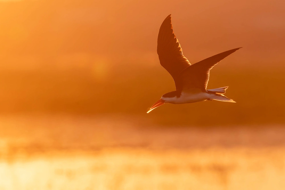 African Skimmer at Sunset