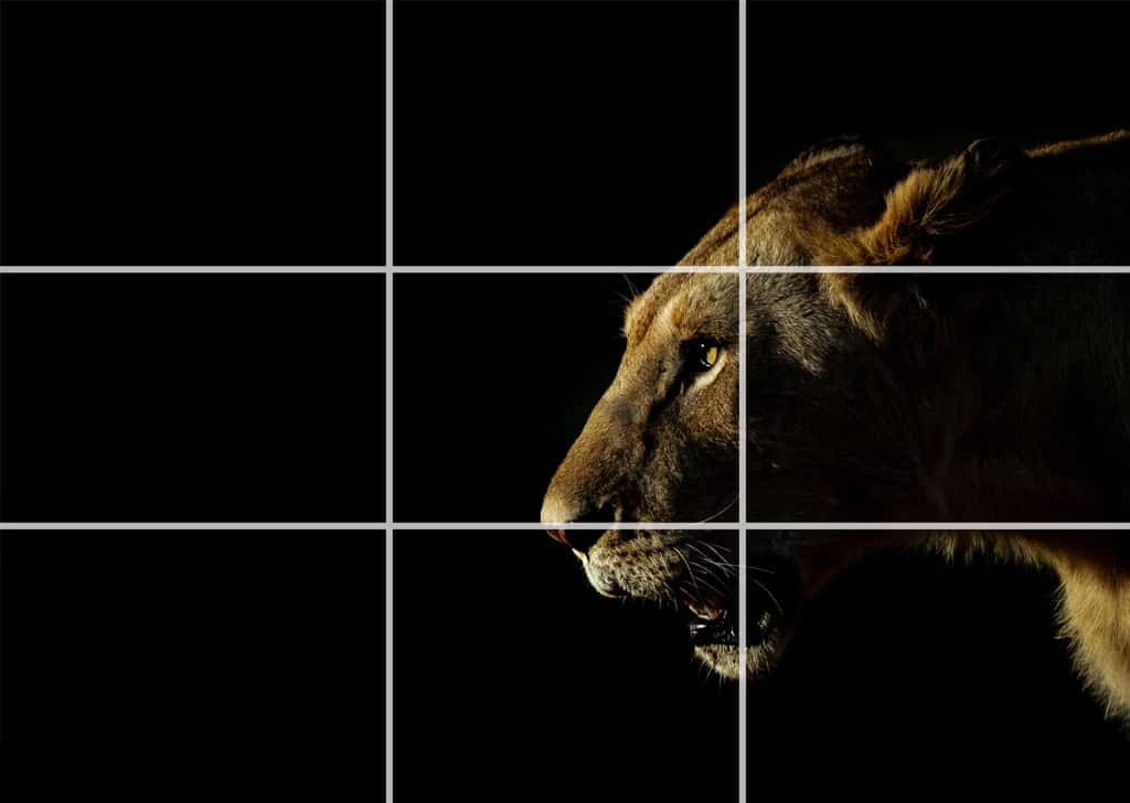 After rule of third lion photography
