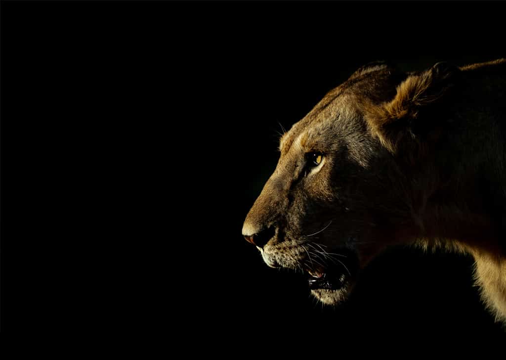 Before rule of third lion photography