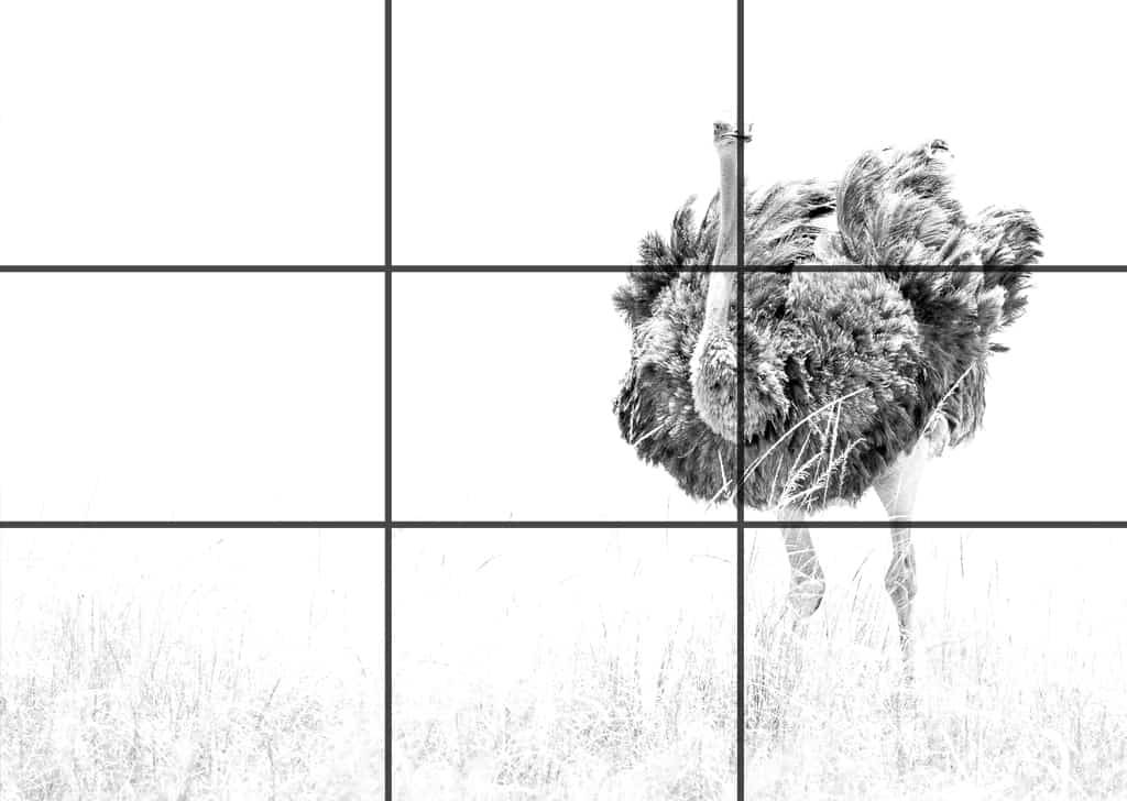 Bird photography rule of third