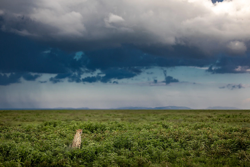 Cheetah in the storm clouds - Charl Stols