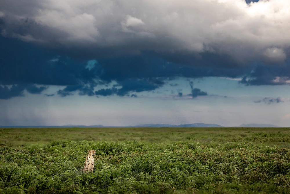 cheetah wildlife photography depth of field Cheetah in the storm clouds - Charl Stols