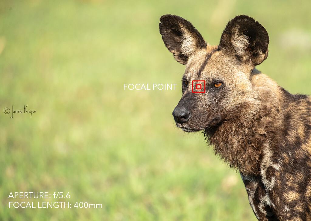 F 5.6 Aperture - Wildlife photography depth of field