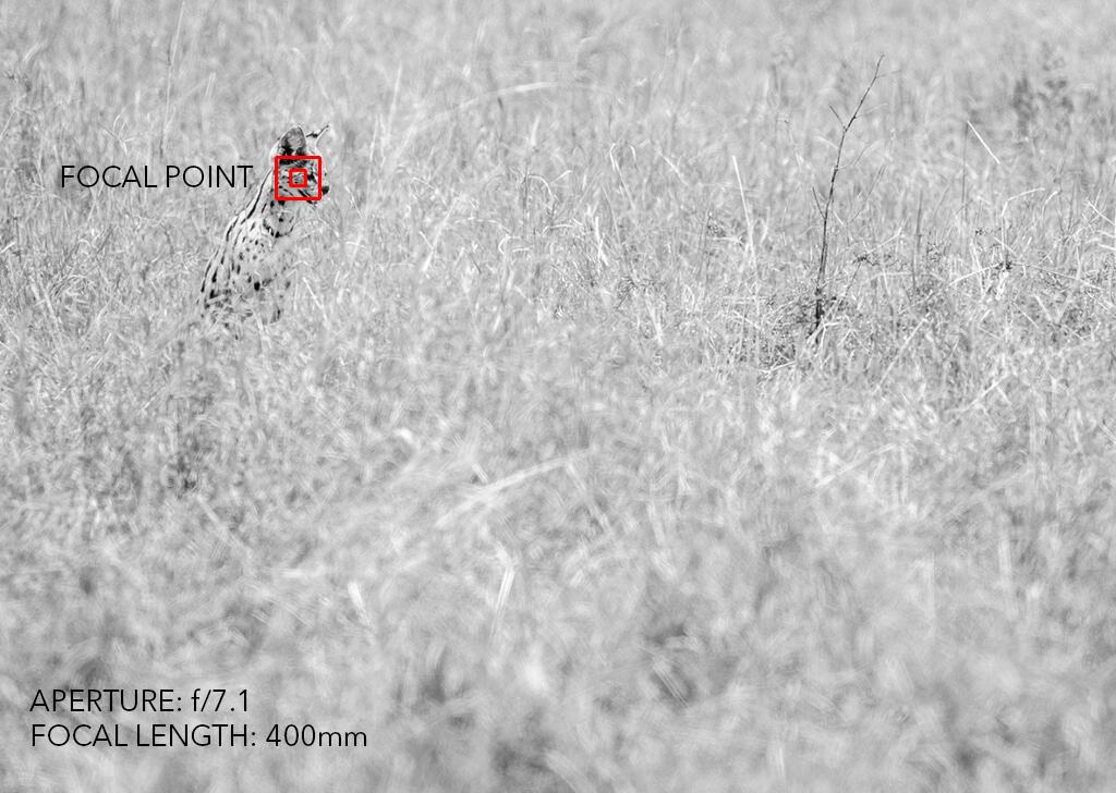 Depth of field wildlife photography after