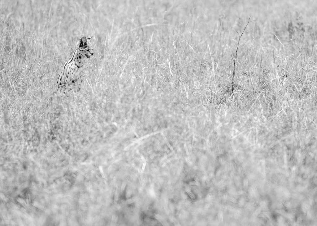 Depth of field wildlife photography before