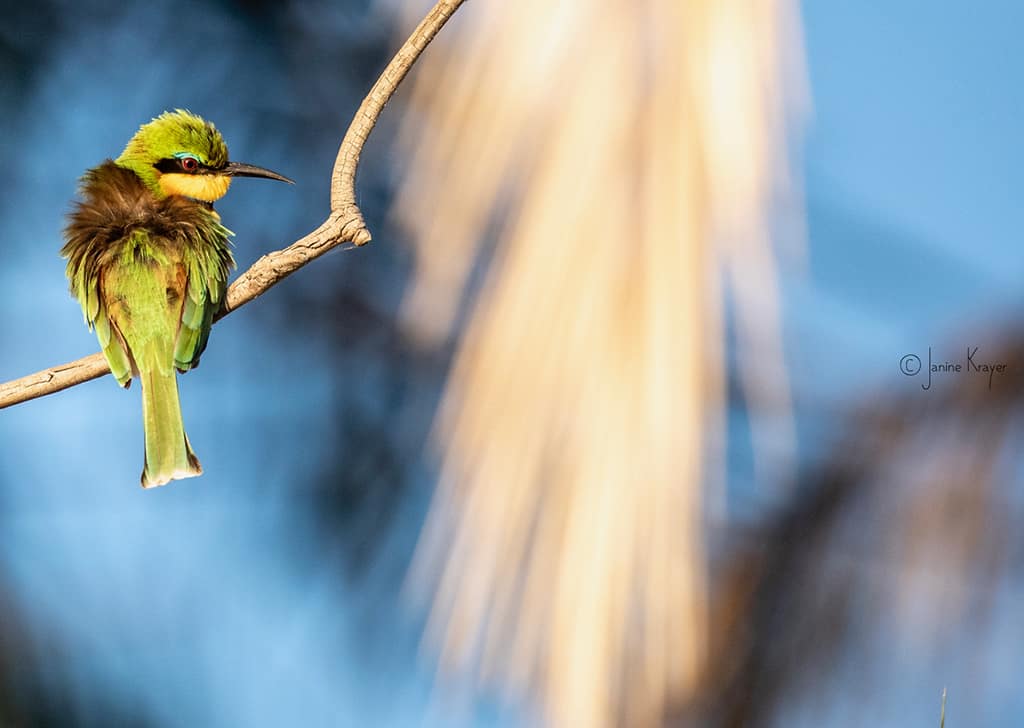Depth of field bird wildlife photography