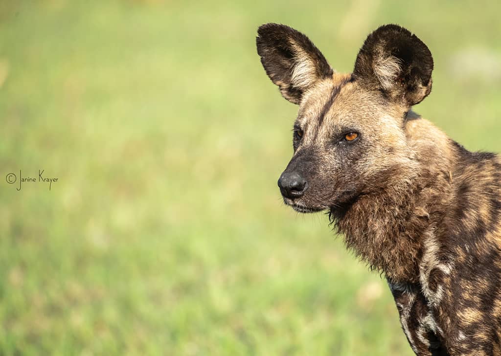 Depth of field wildlife Africa photography