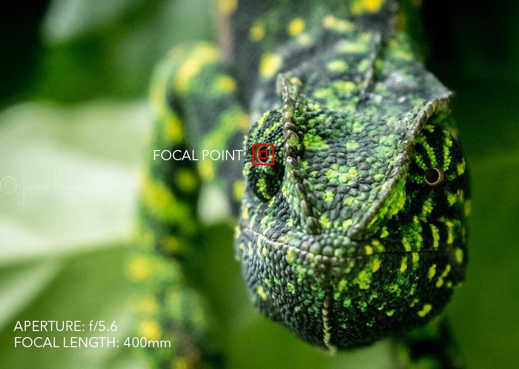 Depth of field macro wildlife photography after