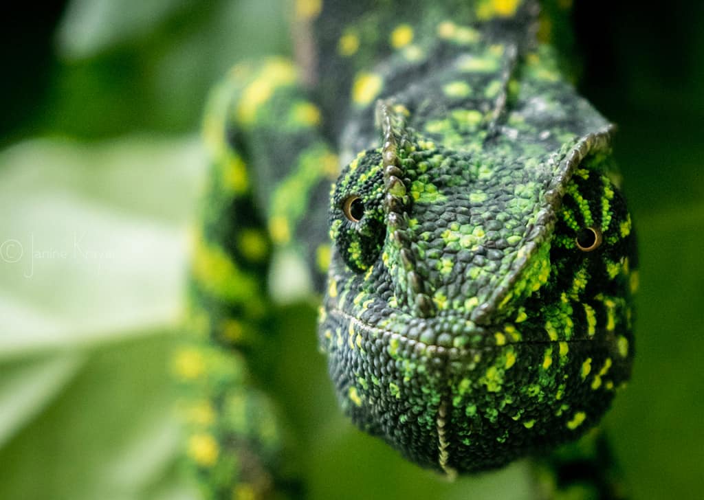 Depth of field macro wildlife photography