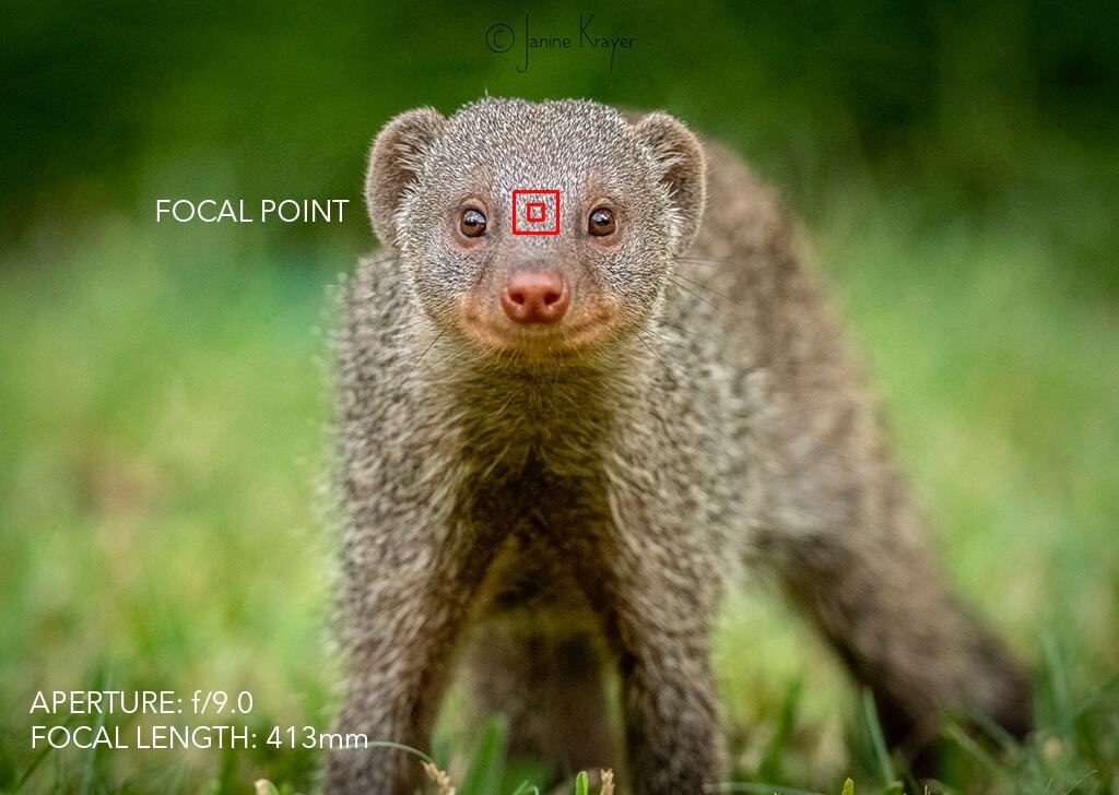 Depth of field wildlife photography after