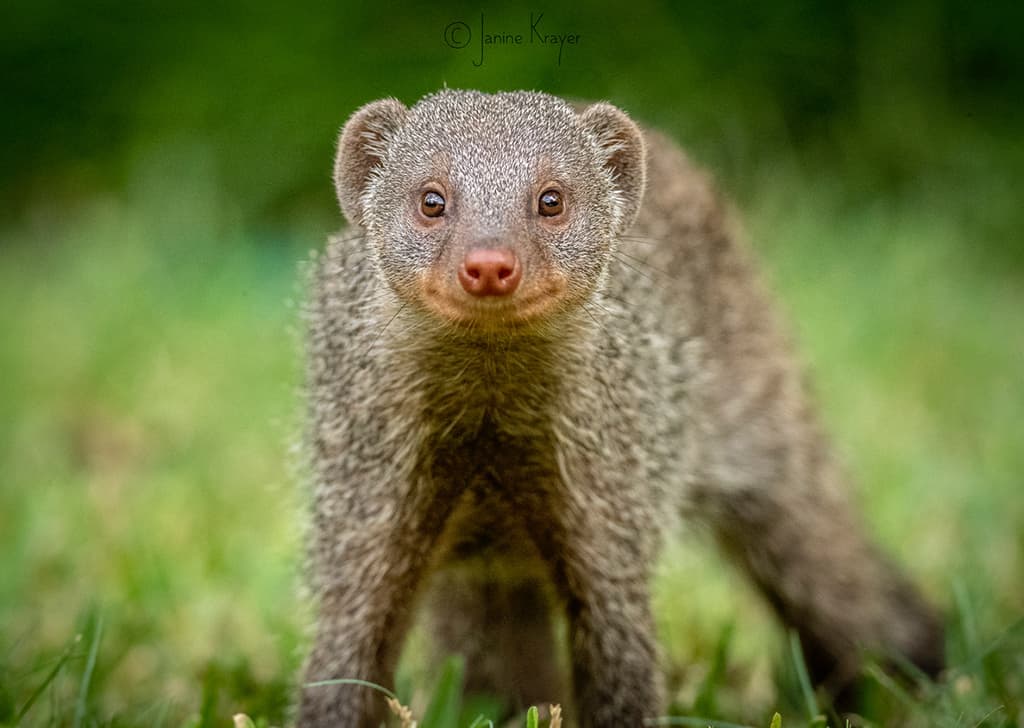 Depth of field wildlife photography before