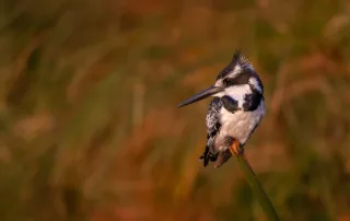 depth of field wildlife photography kingfisher