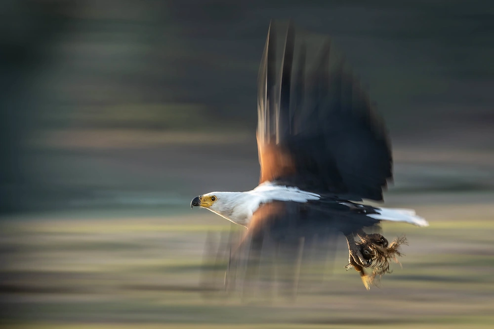 The Fish Eagle on the Chobe River by Sabine Stols