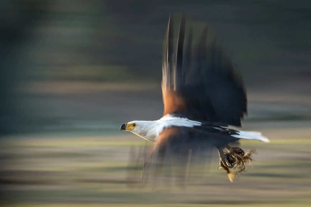 fish eagle and slow shutter speed depth of field The Fish Eagle on the Chobe River by Sabine Stols