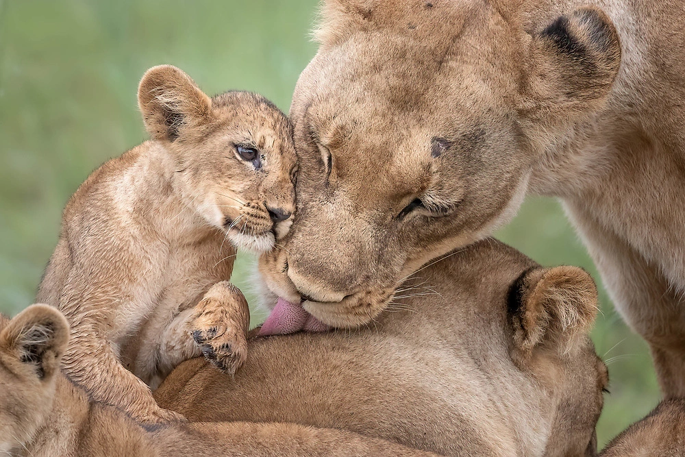 lion family deopth of field Lion love by Sabine Stols