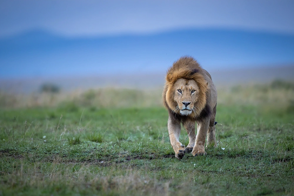 The Masai Mara Lion by Charl Stols