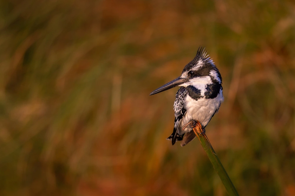pied kingfisher depth of field Pied kingfisher on the Chobe River by Charl Stols