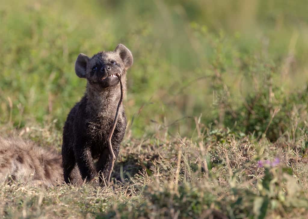 Rule of third wildlife photography Africa