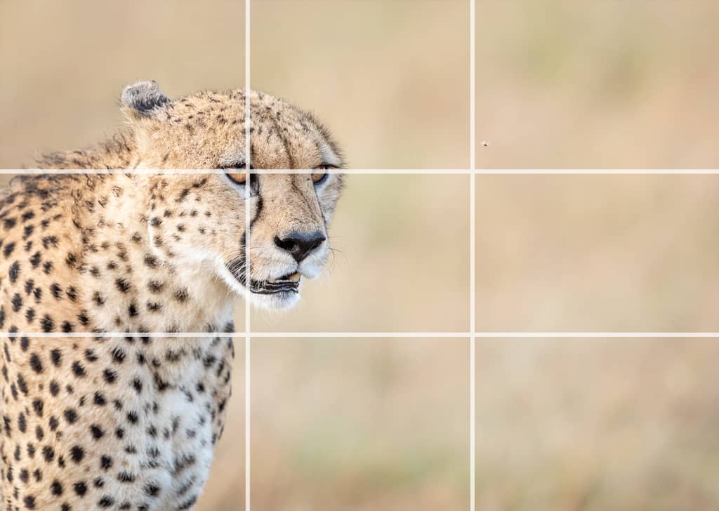 Rule of third example in wildlife photography