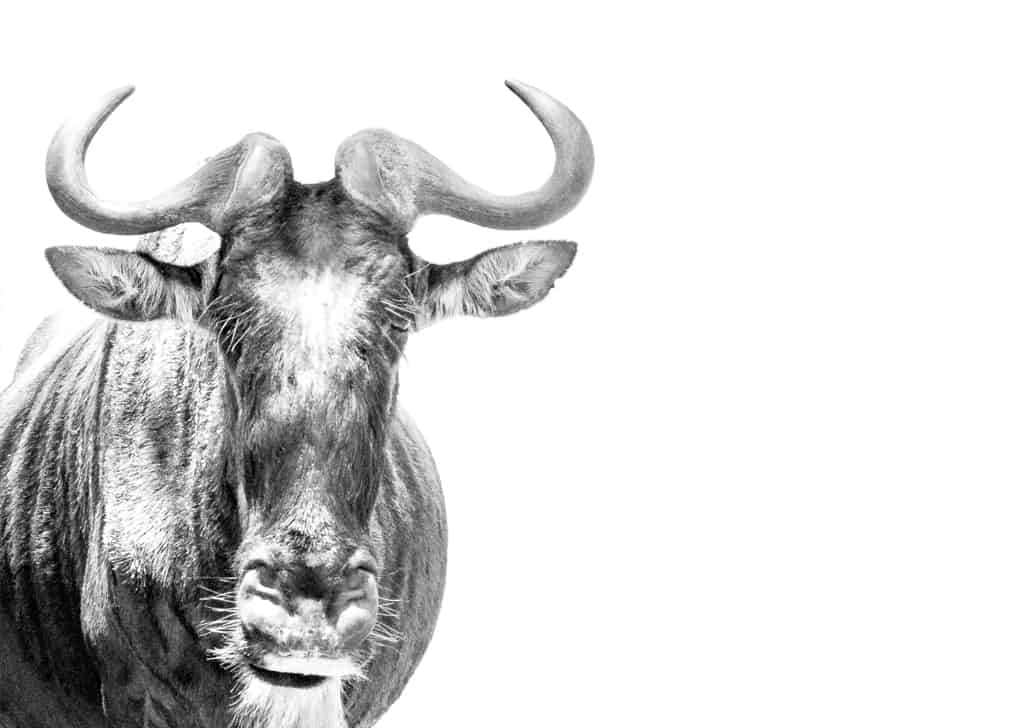 Rule of thirds black and white photography