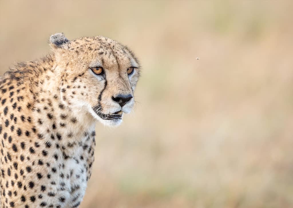 Rule of third tutorial in wildlife photography