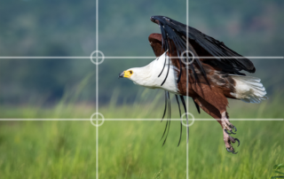 Rule of thirds in Wildlife photography