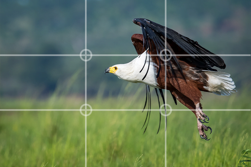 Rule of thirds in Wildlife photography