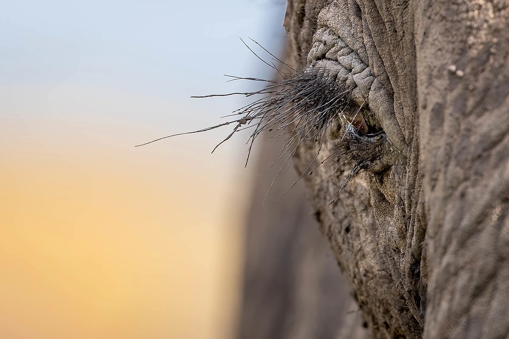 Detailed elephant eye by Sabine Stols