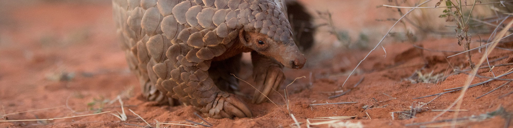 Pangolin Conservation