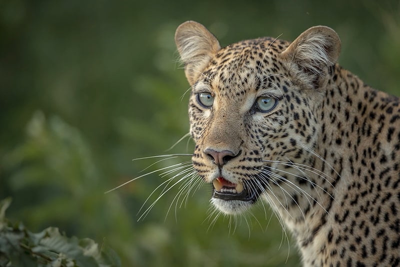 Best photo safari in Botswana Zimbabwe